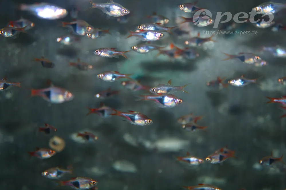 Finale Aktion Rasbora heteromorpha WF Keilfleckbarbe Wildfang