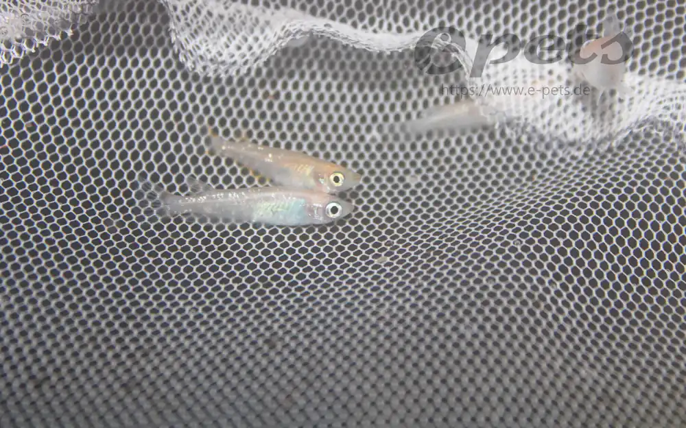 Must-Have Oryzias latipes Miyuki orange pearl