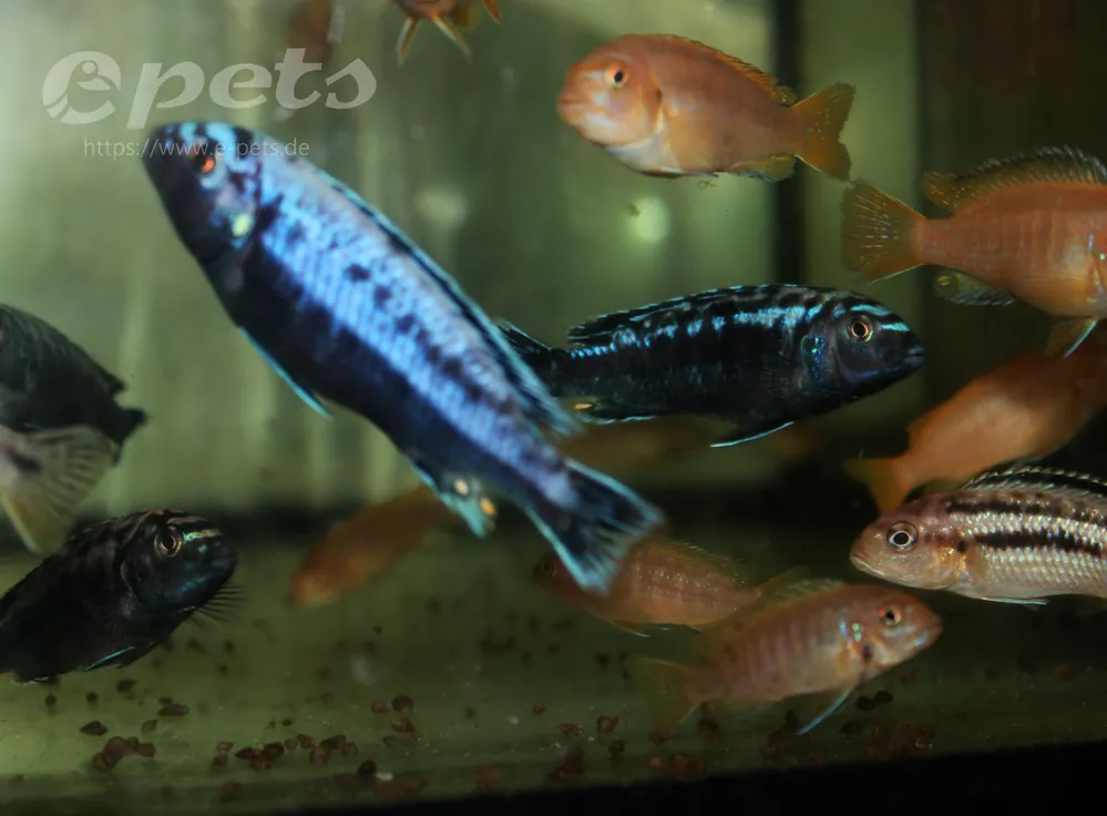 Melanochromis interruptus Preis Gesenkt