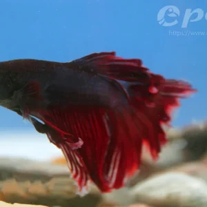 Jetzt Bestellen Betta splendens male super delta-1