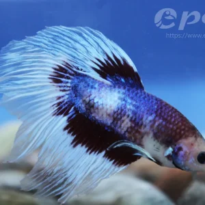 Betta splendens male super delta-4 Super-Preis