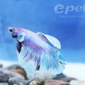 Betta Jumbo-8 Top-Angebot