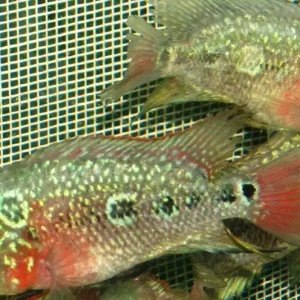 Flower horn cichlid red pearl / Flower horn cichlid rot pearl Garantierte Lieferung