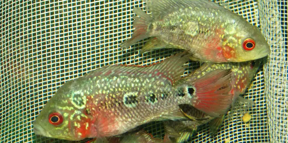 Flower horn cichlid red pearl / Flower horn cichlid rot pearl Garantierte Lieferung