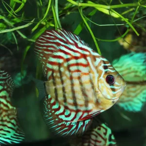 Symphysodon discus pigeon super red / Discus Pigeon super rot Bestseller