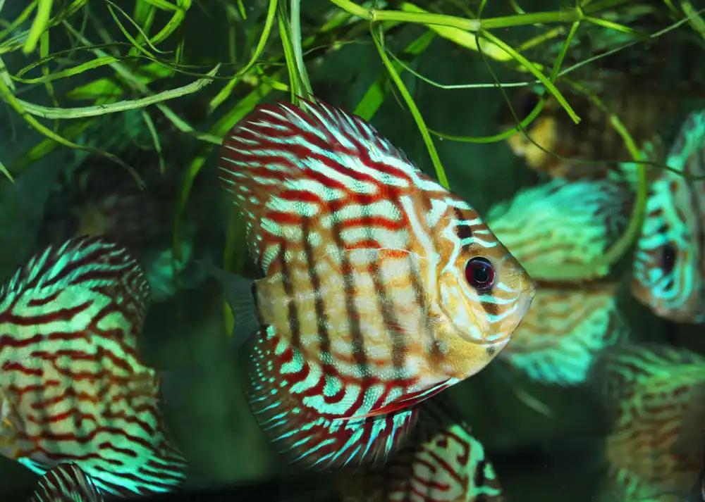 Symphysodon discus pigeon super red / Discus Pigeon super rot Bestseller