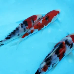 Begrenztes Angebot Japan-KOi Tosai:Sanke (Izumiya )