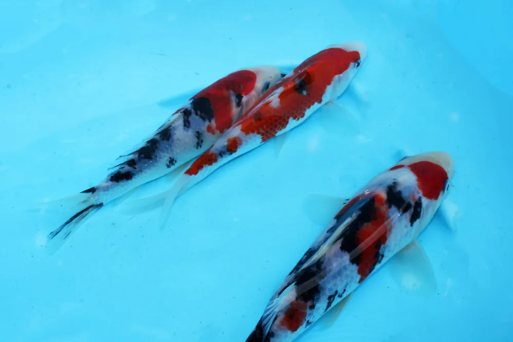Begrenztes Angebot Japan-KOi Tosai:Sanke (Izumiya )
