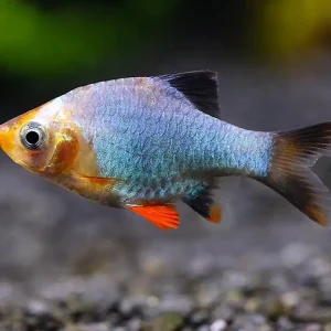 Barbus tetrazona platinum Neue Kollektion
