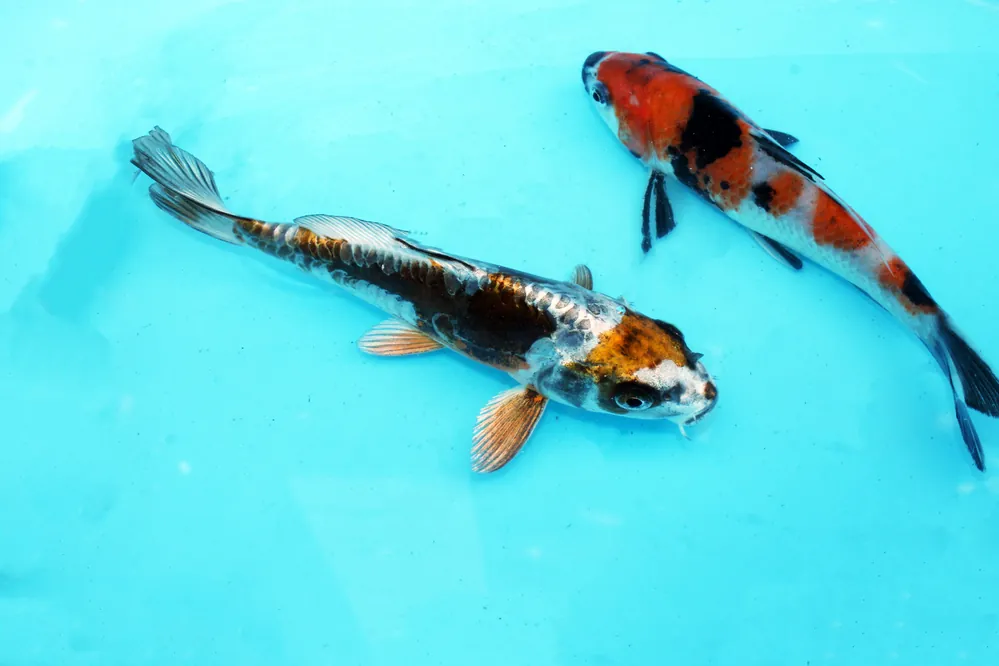 Finale Aktion Japan Koi Tosai Mix (Kikusui,Yamato,kujaku,Gr Kujaku,Kohaku,D/Showa,Kinshowa