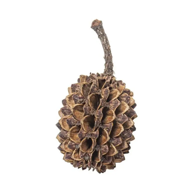 ARKA MySCAPE-Casuarina Cones Kasuarinen-Zapfen 50 Stk. Super-Preis