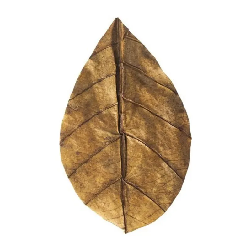 ARKA MySCAPE-Catappa Leaves Seemandelbaumblätter 10 Stk. 8 - 12 cm Saisonangebot