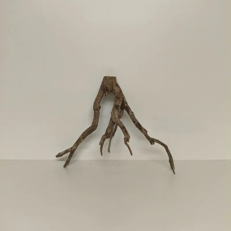 Aktuell Talawa-Wurzel	46x30x36cm