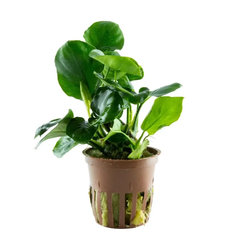 Anubias barteri ’Coin Leaf’ – Rundblättriges Speerblatt – Topfpflanze 5cm – Tropica Sonderaktion