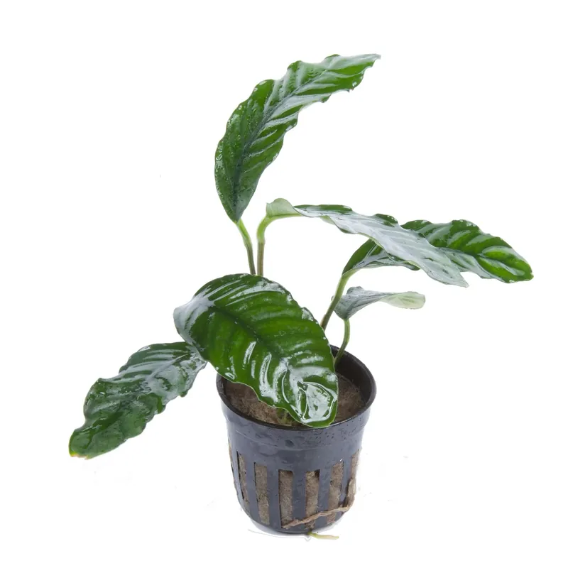 Anubias barteri ‚Coffeifolia‘ – Kaffeeblattähnliches Speerblatt – Topfpflanze 5cm – Tropica Günstig
