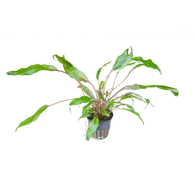 Top-Angebot Cryptocoryne wendtii ‚Green‘ – grüner Wasserkelch – Topfpflanze 5cm – Tropica