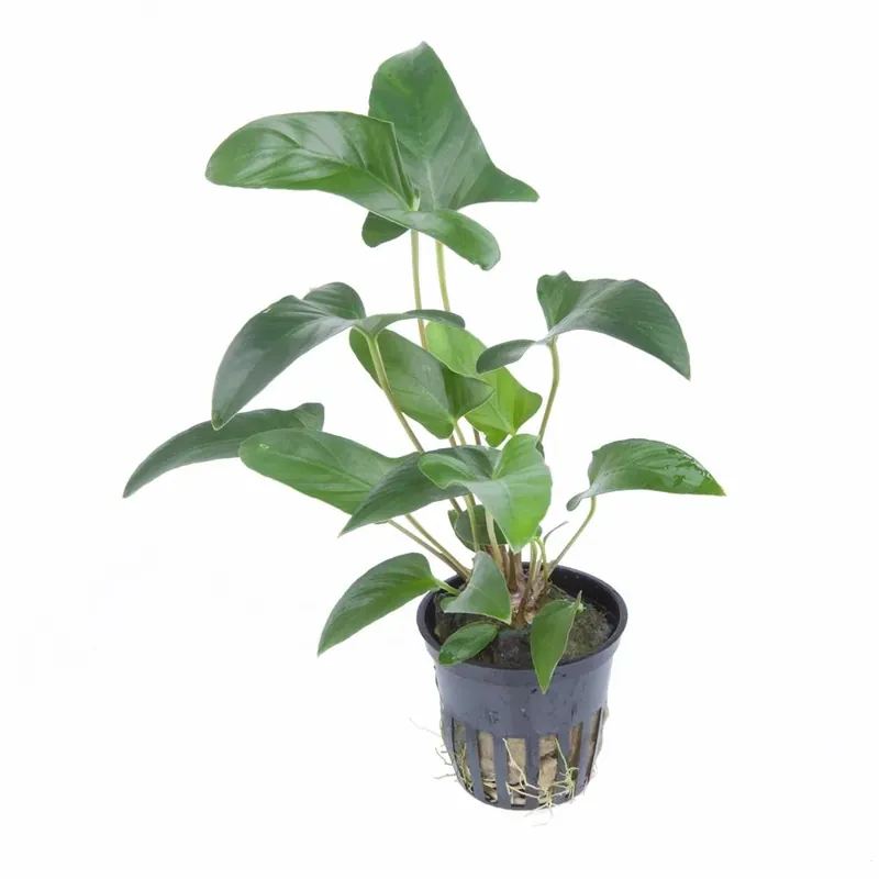 Anubias gracilis – Dreieckiges Speerblatt – Topfpflanze 5cm – Tropica Heißes Angebot