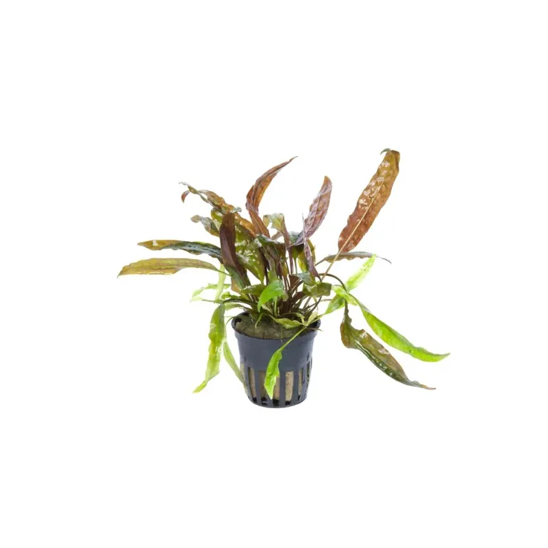 Cryptocoryne usteriana – Rießen-Wasserkelch – Topfpflanze 5cm – Tropica Schneller Versand