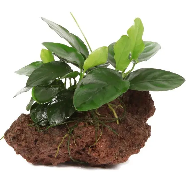 Anubias barteri var. Nana – Bonsai-Zwergspeerblatt – auf Lavastein – Tropica Top-Seller