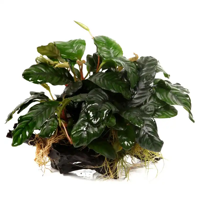 Anubias barteri var. caladiifolia – Caladium-blättriges Speerblatt – auf XL-Wurzel – Tropica Direkt Vom Hersteller