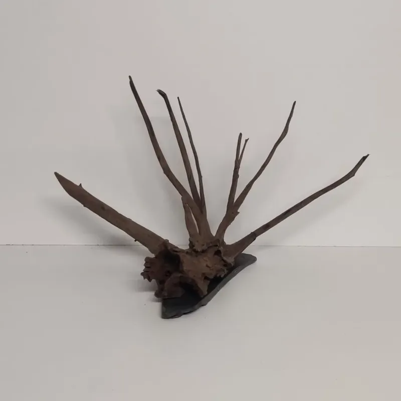 Zertifiziert Angkor-Tree – Corbo-Wurzel auf Schieferplatte 48x23x29cm