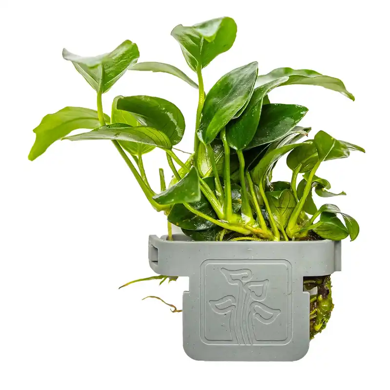 Anubias barteri ‚Petite‘ – Petite-Speerblatt – Plant Clip Pflanze – Tropica Versand Am Gleichen Tag