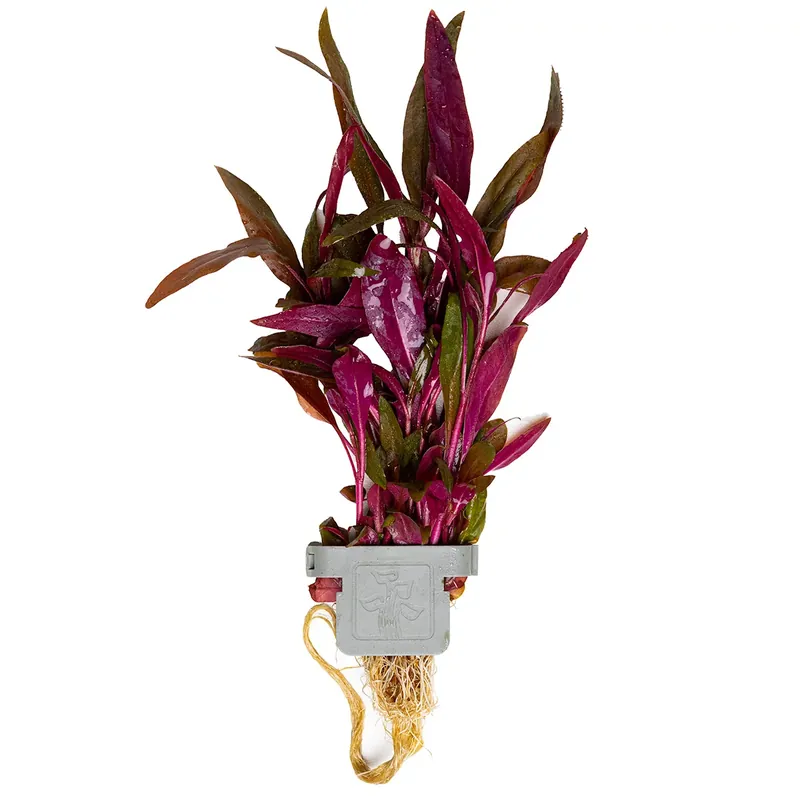 Alternanthera reineckii ‚Pink‘ – Rosa Papageienblatt – Plant Clip Pflanze – Tropica Neu Im Sortiment