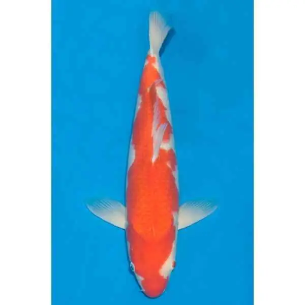 Sichere Zahlung Kohaku Nummer: 13Q8S78X 0678