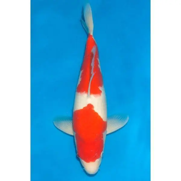 Sonderangebot Kohaku Nummer: 1C3G983T 0697