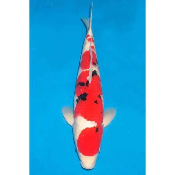 Sanke Nummer: 1R2D6R68 0407 Knallerangebot