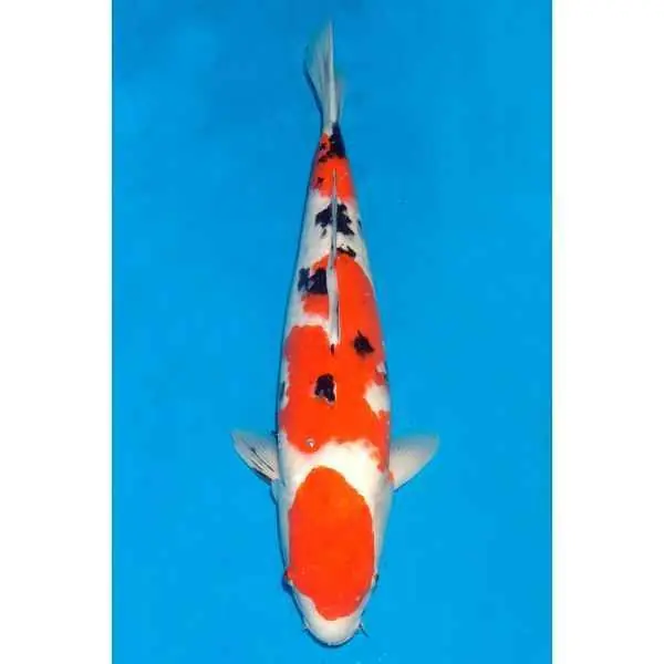 Sanke Nummer: 1K25R4O3 0395 Wochenendangebot