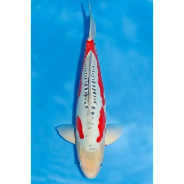 Sofort Bestellen Shusui Nummer: 3UD5Q133 7179