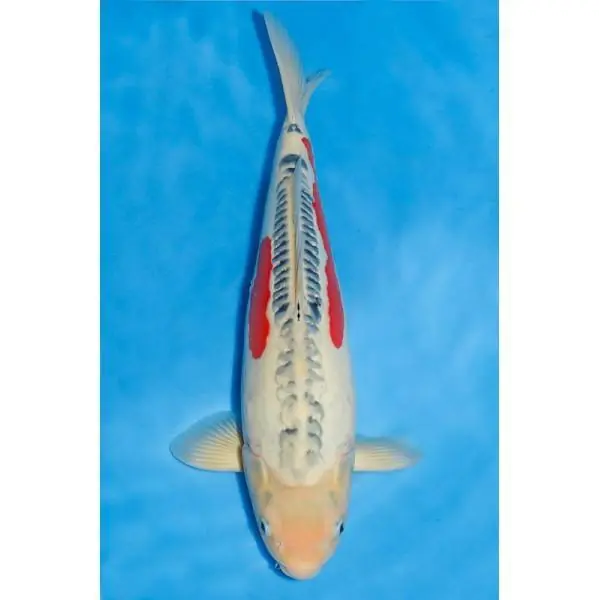 Preiswert Shusui Nummer: 3E5J1C63 7187