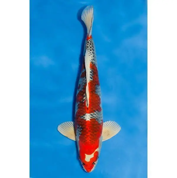 Saisonangebot Kujaku Nummer: 3551W2ML 7320