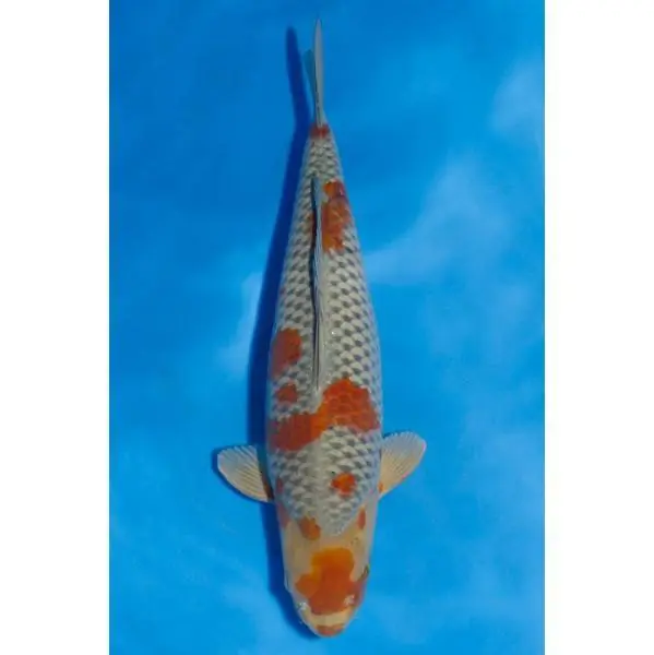 Preisknaller Ochiba Nummer: 35Y35U2N 7227
