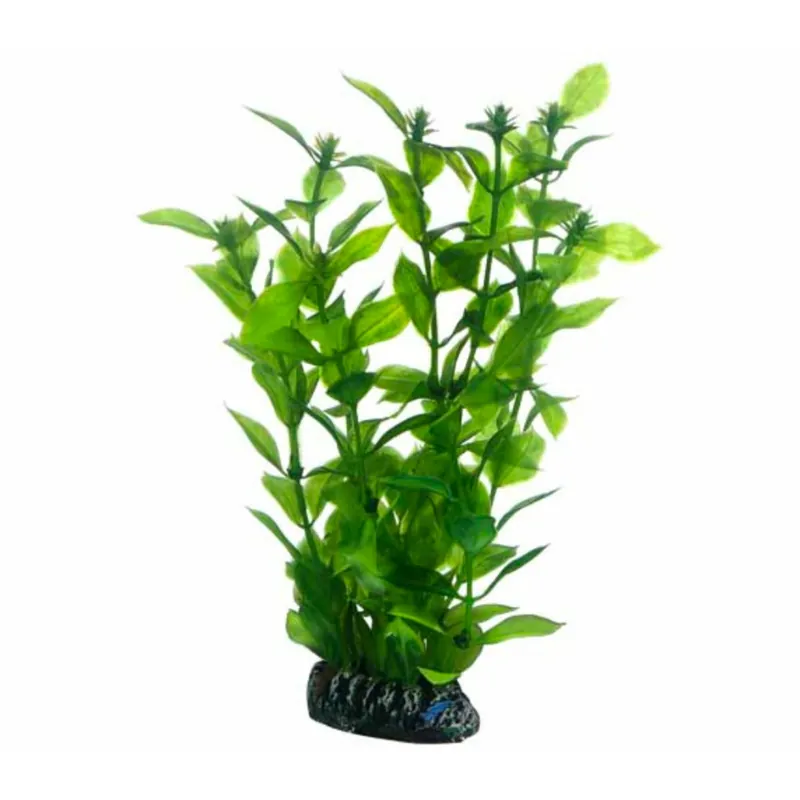 Beliebt Hobby Hygrophila - 20 cm
