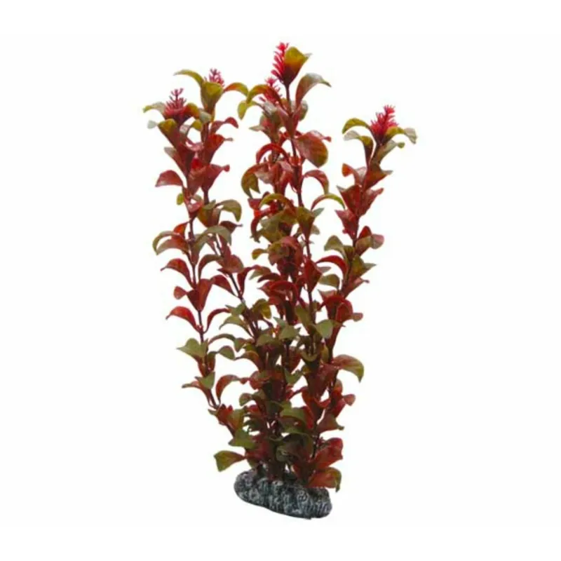 Hobby Rotala - 30 cm Wochenendangebot
