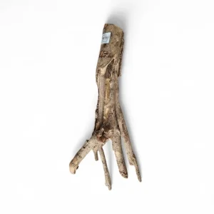 Talawa Holz / Wood 30-45 cm Nr. 161 Jetzt Kaufen