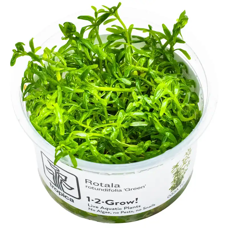 Rotala rotundifolia 'Green' Preisknaller