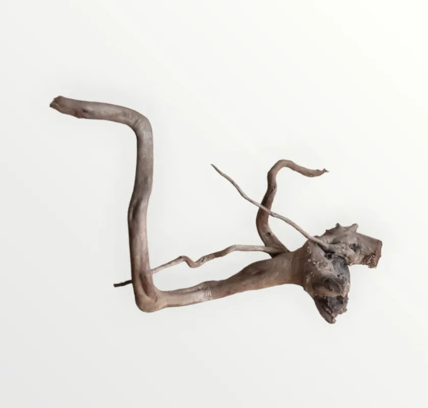 Dunkle Moorwurzel 30-40 cm Nr. 391 Echt