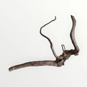Dunkle Moorwurzel 30-40 cm Nr. 402 Aktuell