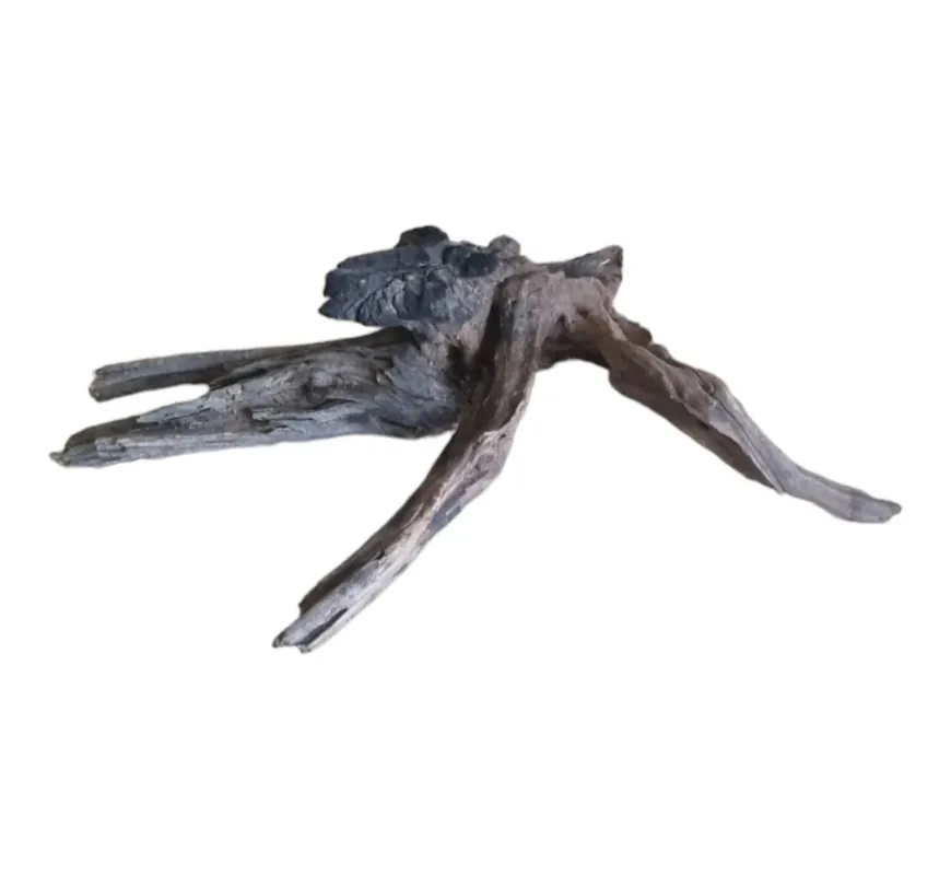 Geprüft Coral Sinker Wood Nr.631