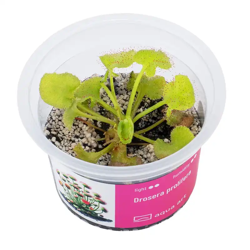 Drosera prolifera Billig