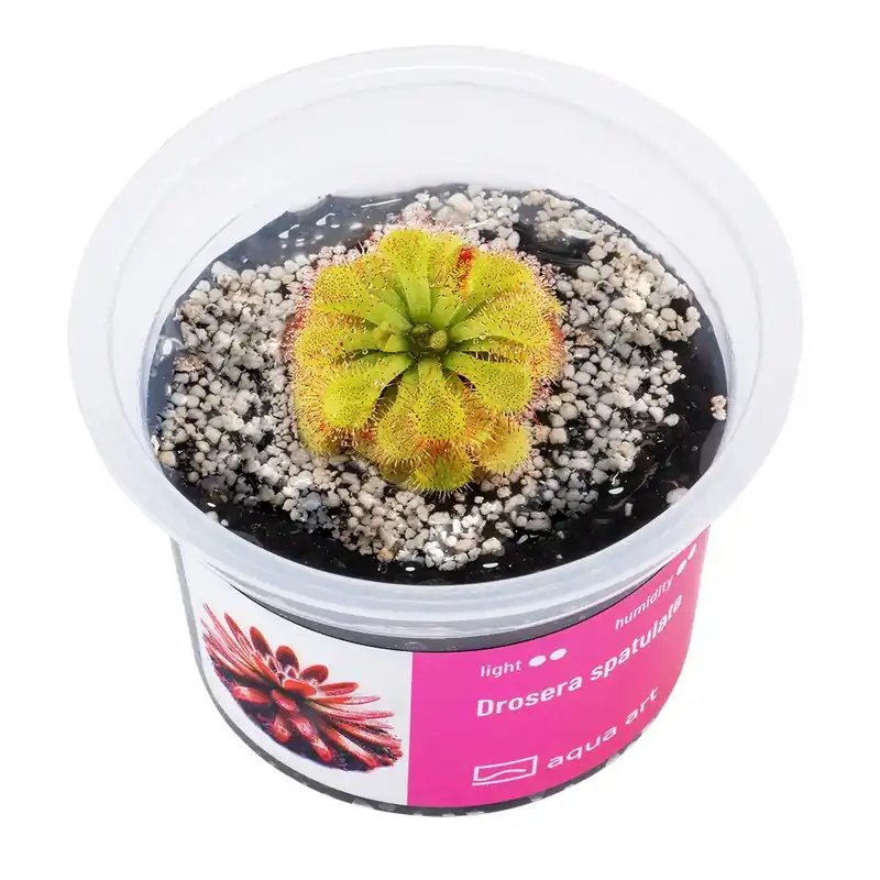 Sofort Bestellen Drosera spatulata