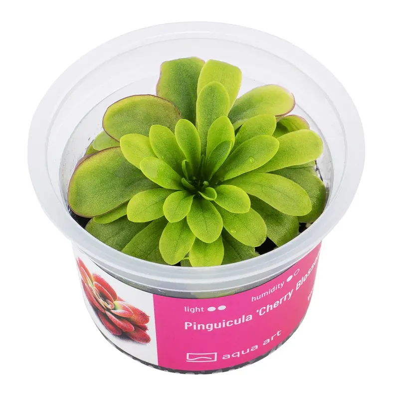 Highlight Pinguicula 'Cherry Blossom '