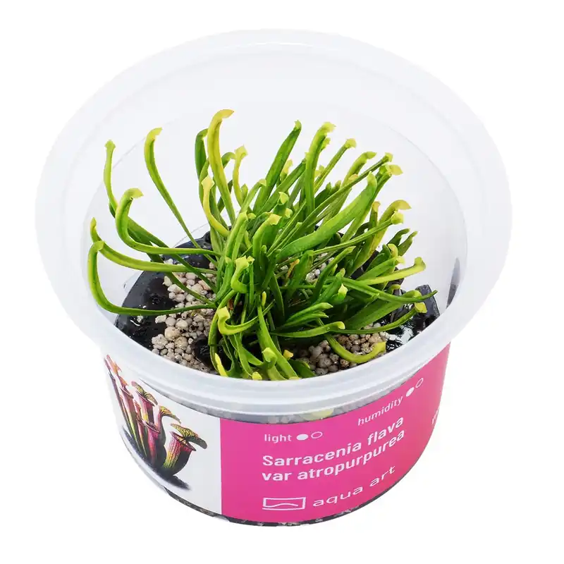 Zertifiziert Sarracenia flava var atropurpurea