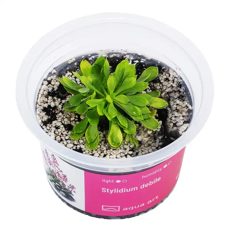 Stylidium debile Sichere Zahlung
