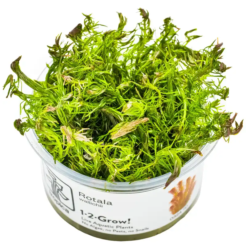 Direktkauf Rotala wallichii