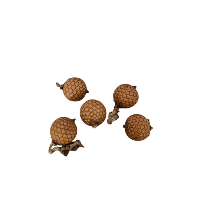 Calamus Früchte ( 5 Stück ) Bestpreis