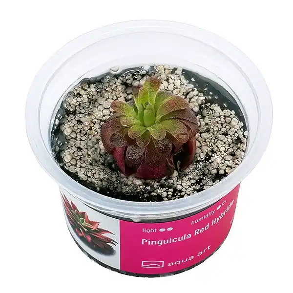Pinguicula Red Hybride Neu Im Sortiment